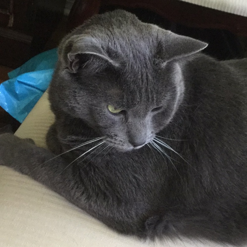 Ziggy my little helper, she always sits right by